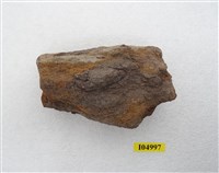 藏品(動物腿骨化石)的圖片